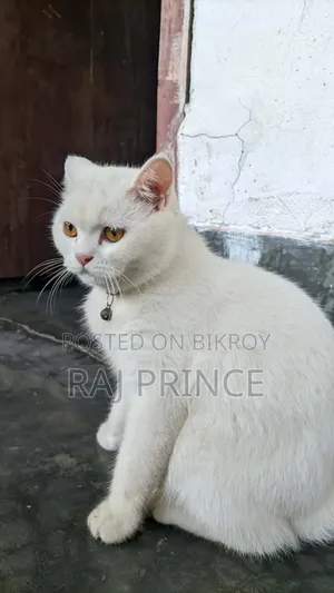 ৬-১২ মাস বয়সী ফিমেল মিক্সড ব্রিড পার্সিয়ান