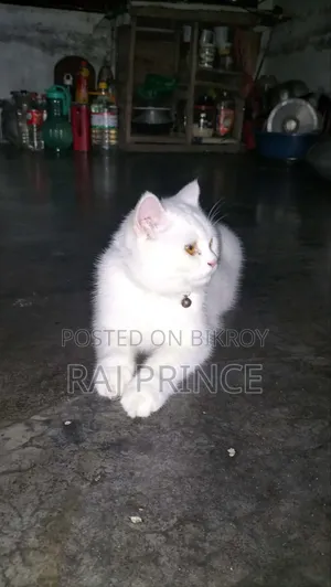 6-12 Months Female Mixed Breed Persian