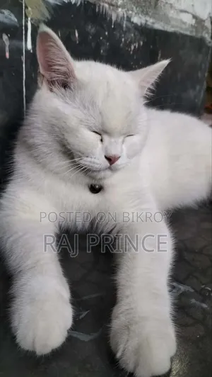 6-12 Months Female Mixed Breed Persian