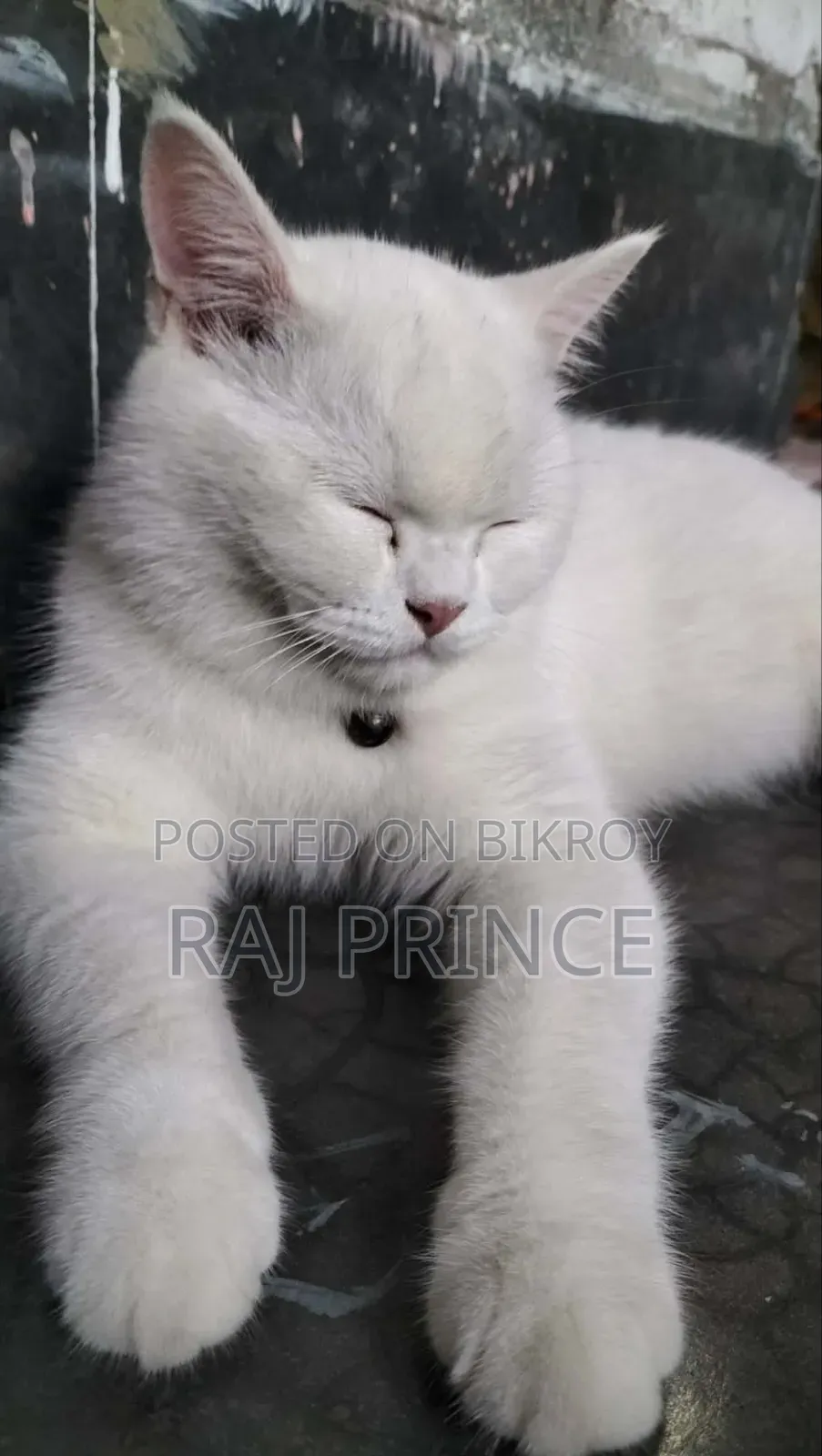 6-12 Months Female Mixed Breed Persian