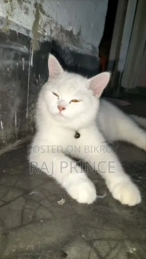 6-12 Months Female Mixed Breed Persian