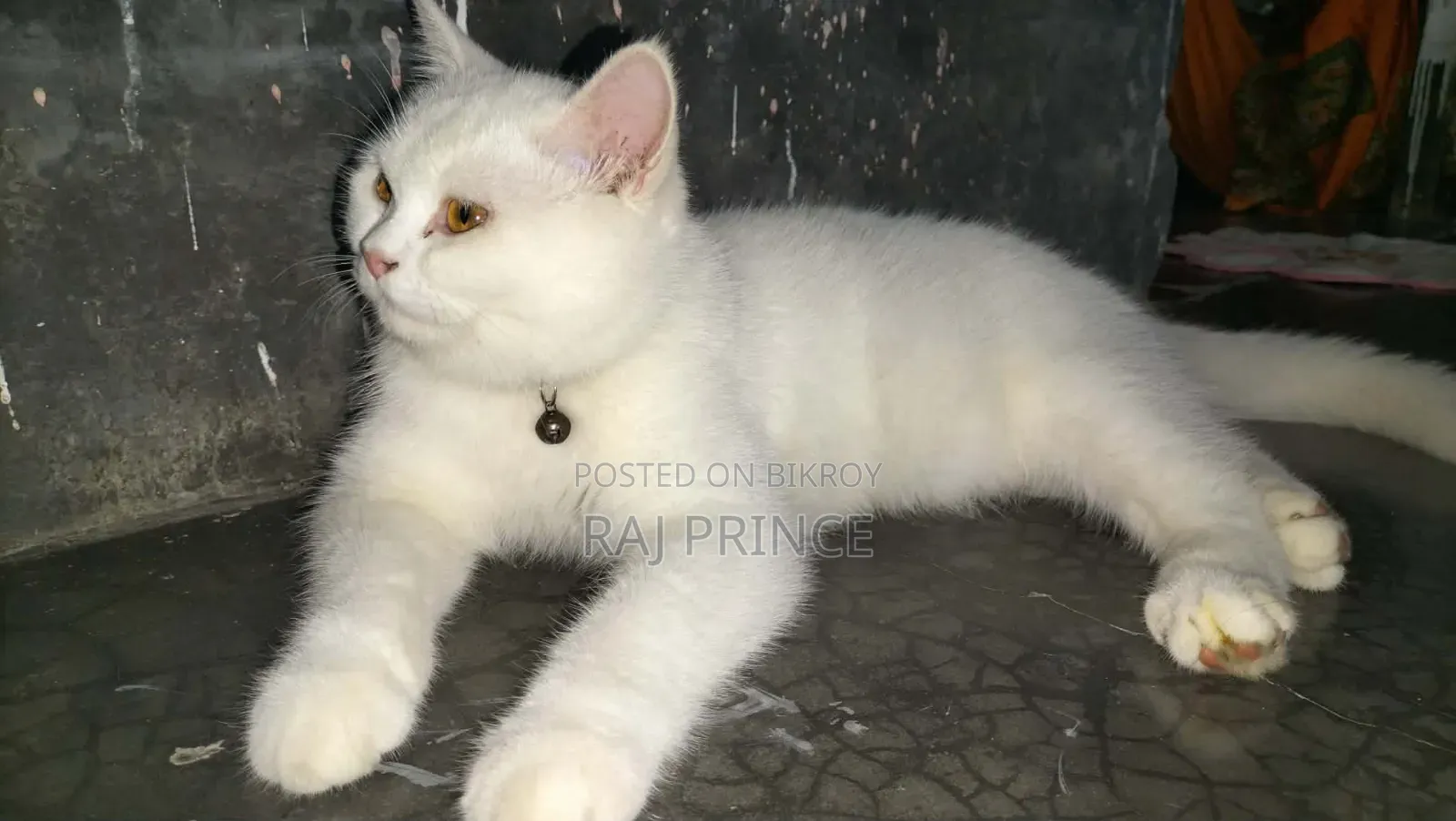6-12 Months Female Mixed Breed Persian