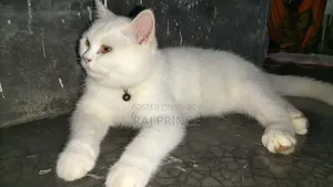 6-12 Months Female Mixed Breed Persian