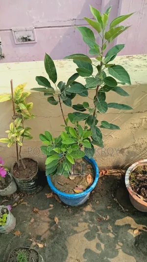 হরিমন ৯৯ আপেল