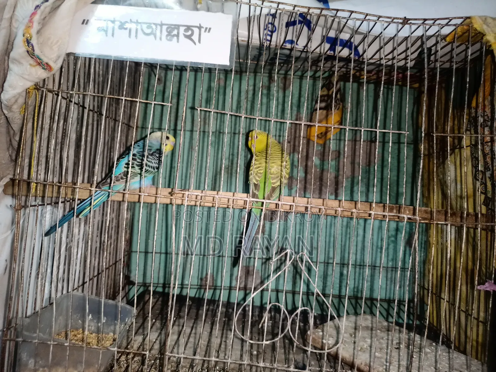 Adult Pakhi Bikri Kira Hobe