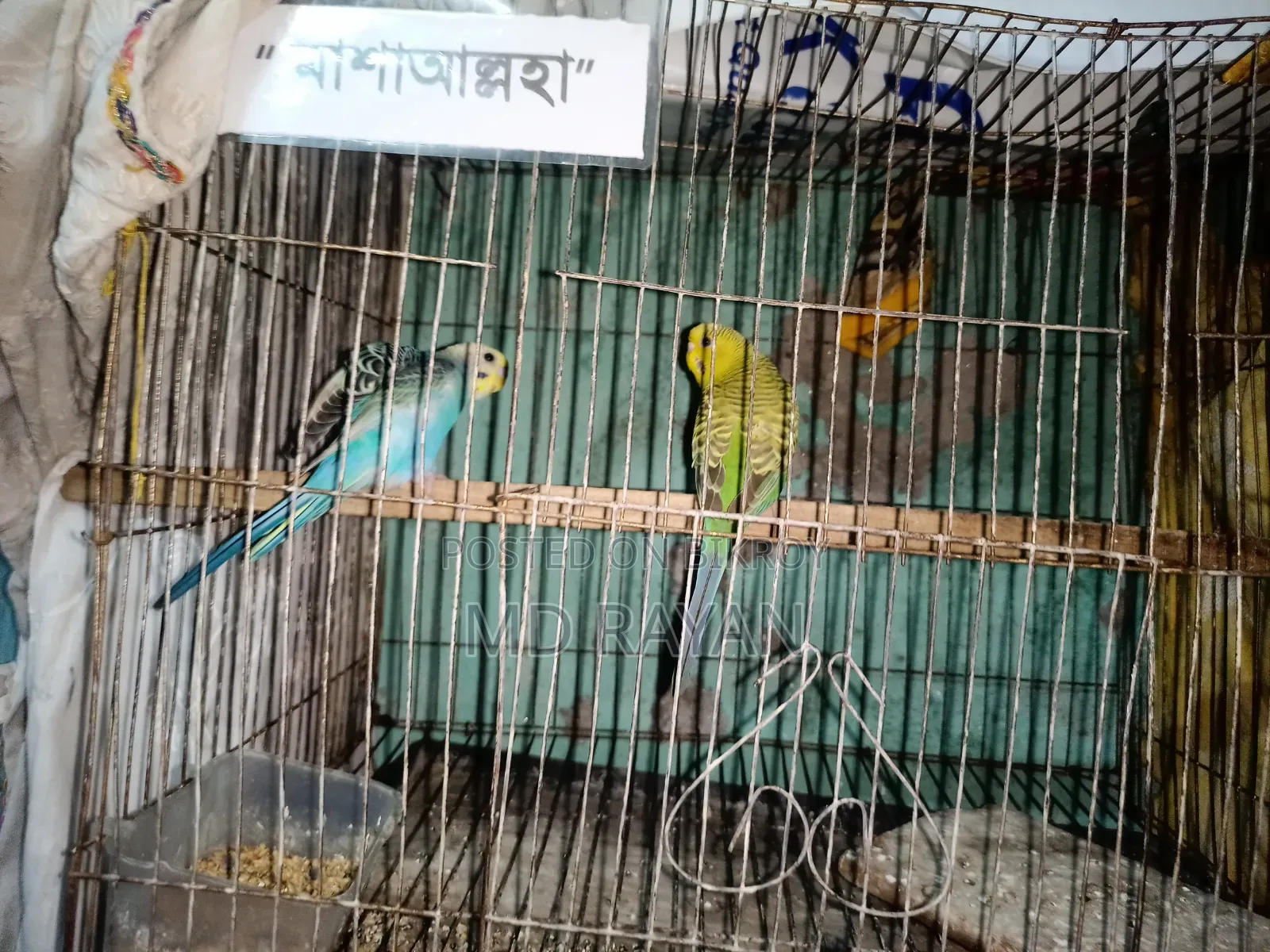 Adult Pakhi Bikri Kira Hobe