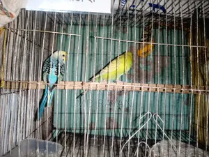 Adult Pakhi Bikri Kira Hobe