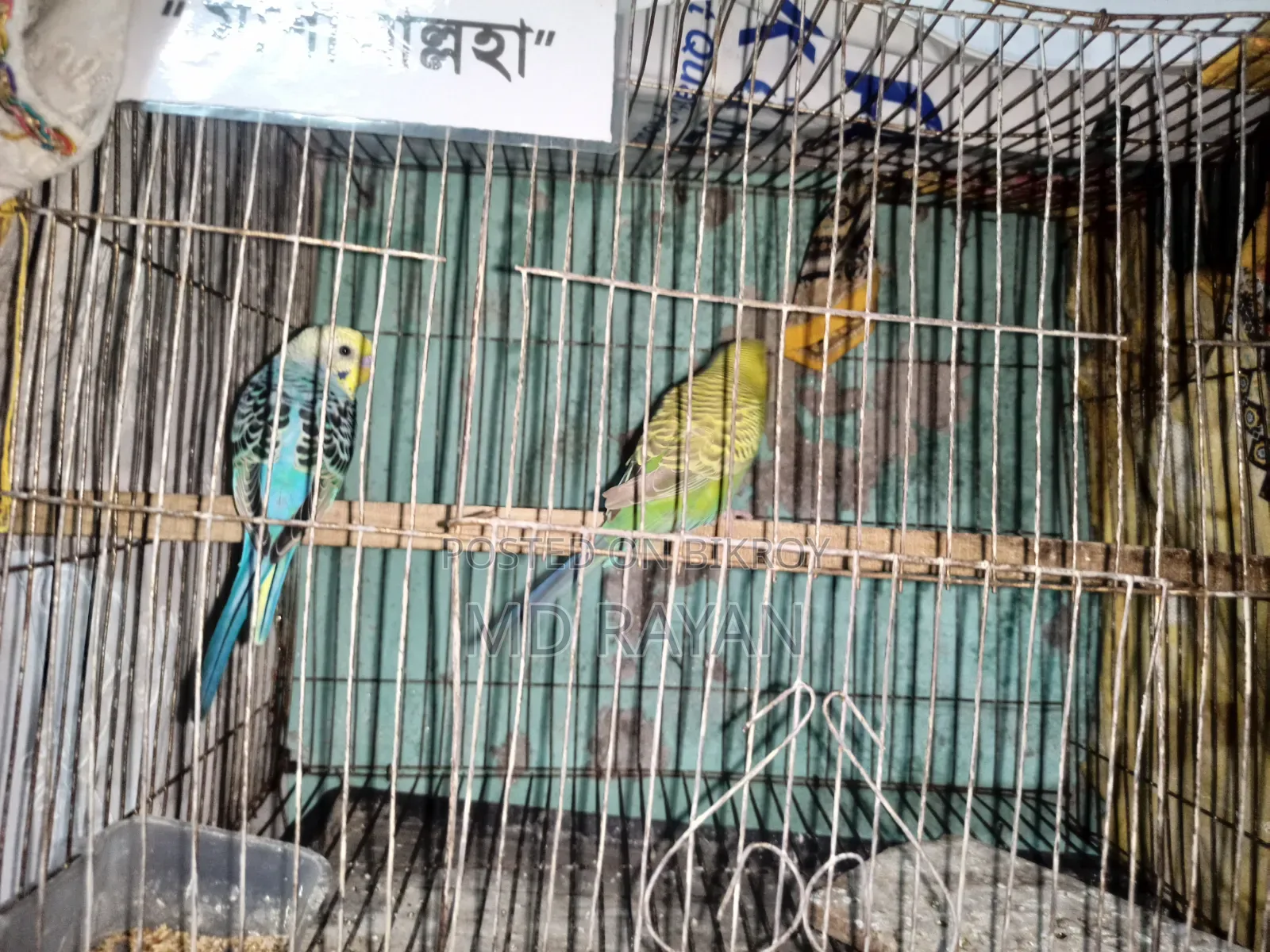 Adult Pakhi Bikri Kira Hobe