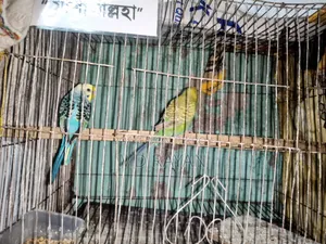 Adult Pakhi Bikri Kira Hobe