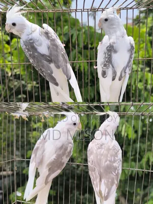 হাই মিউটেশন এর ভি পাইড ককাটেল রানিং জোড়া বিক্রিয় করা হবে