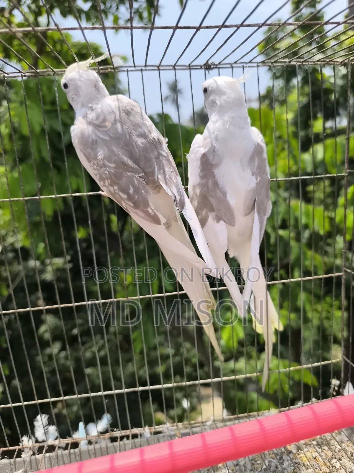 হাই মিউটেশন এর ভি পাইড ককাটেল রানিং জোড়া বিক্রিয় করা হবে