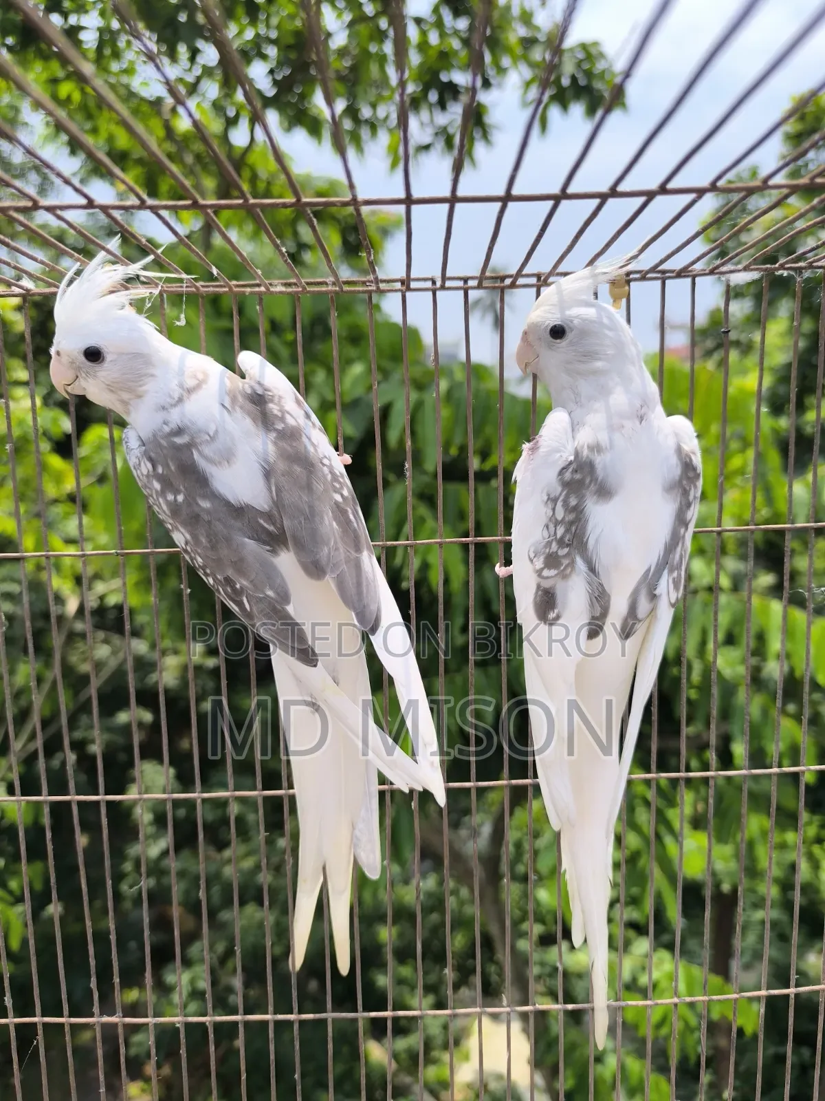 হাই মিউটেশন এর ভি পাইড ককাটেল রানিং জোড়া বিক্রিয় করা হবে