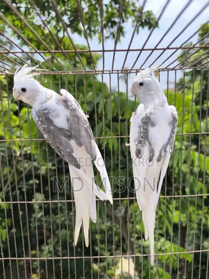হাই মিউটেশন এর ভি পাইড ককাটেল রানিং জোড়া বিক্রিয় করা হবে