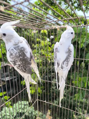 হাই মিউটেশন এর ভি পাইড ককাটেল রানিং জোড়া বিক্রিয় করা হবে