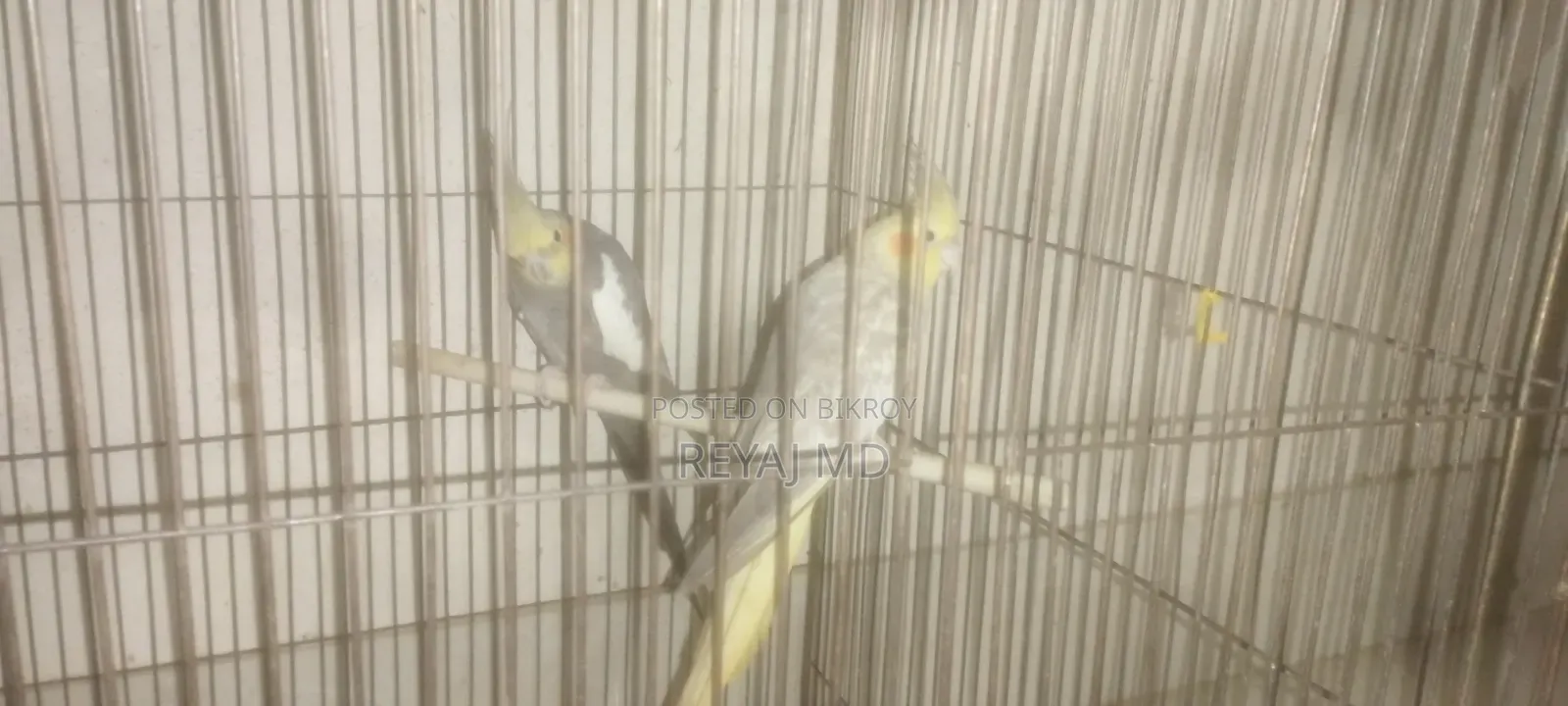৩ টা খাঁচা সহ