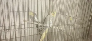 ৩ টা খাঁচা সহ