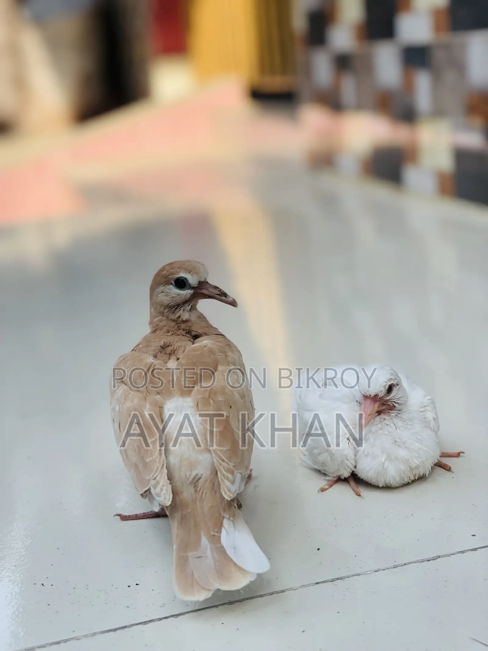 Dove and Chick