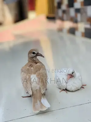 Dove and Chick