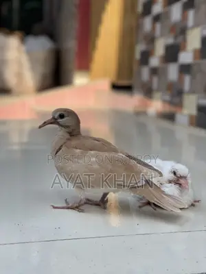 Dove and Chick