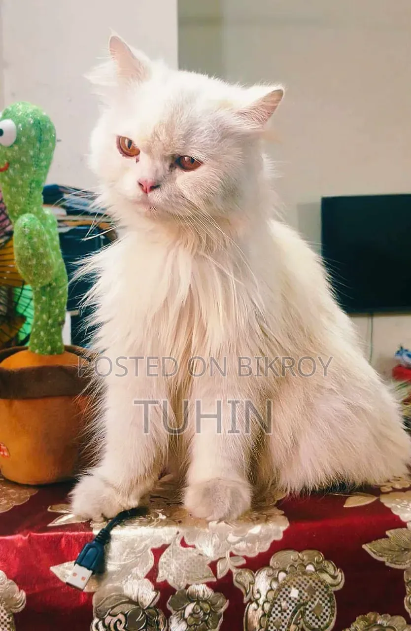 ১+ বছরের ফিমেল পিওর ব্রেড পার্সিয়ান বিড়াল