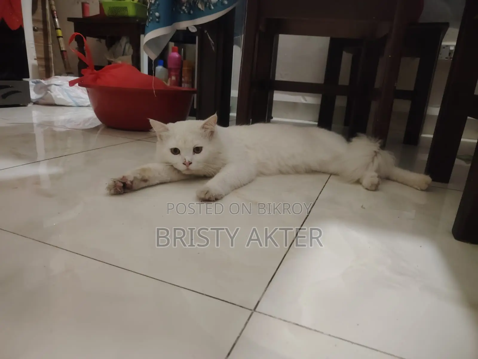 6-12 Months Male Purebred Persian