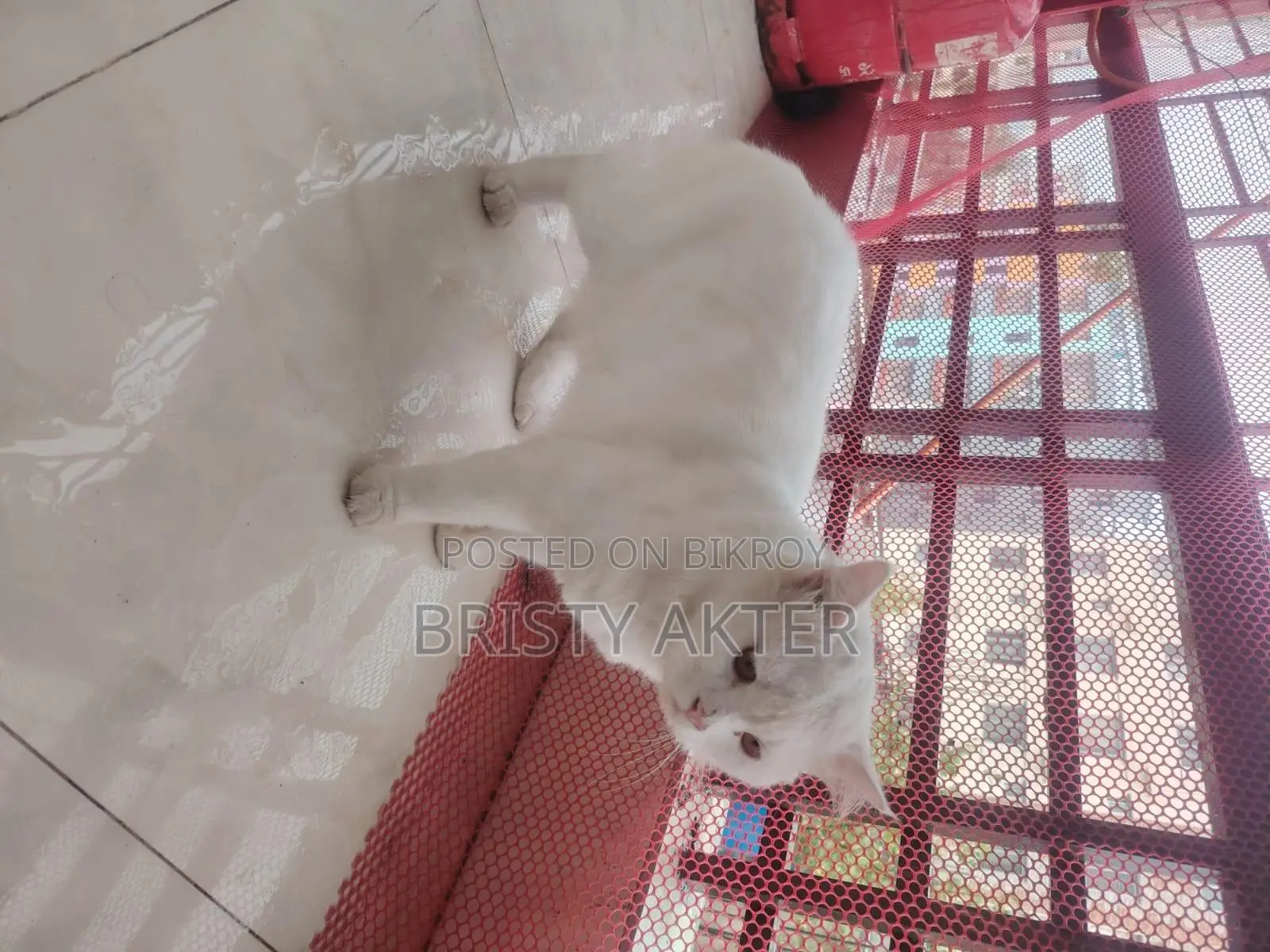 6-12 Months Male Purebred Persian