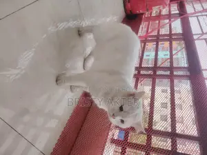 6-12 Months Male Purebred Persian