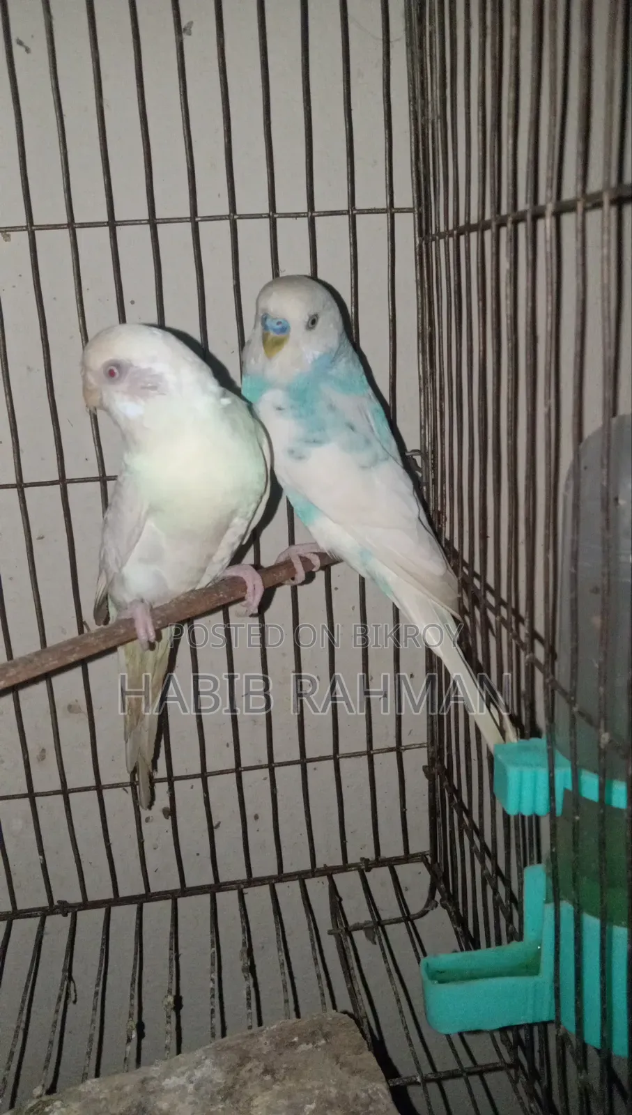 Budgerigar Bird