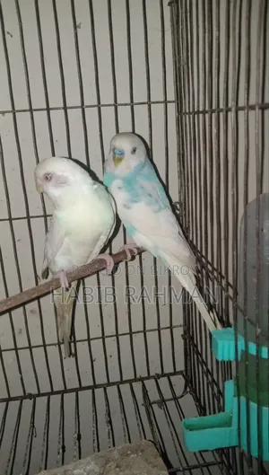 Budgerigar Bird