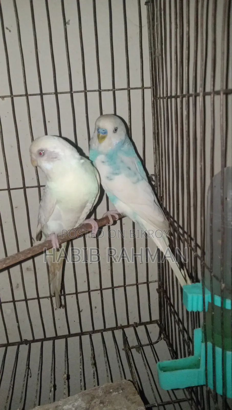 Budgerigar Bird