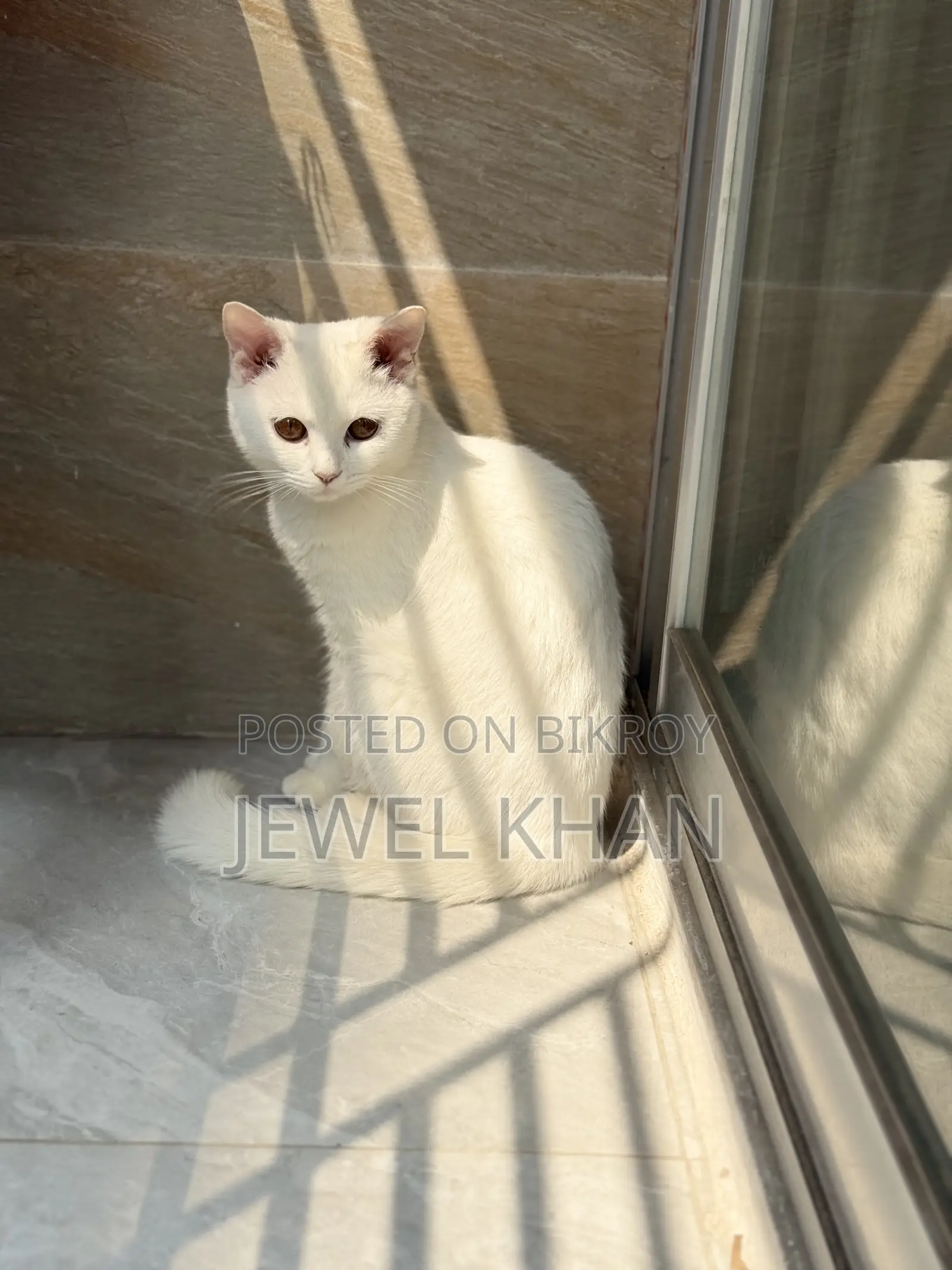 6-12 Months Male Purebred Persian