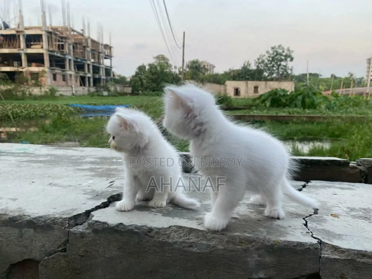 1-3 Months Male Mixed Breed Persian