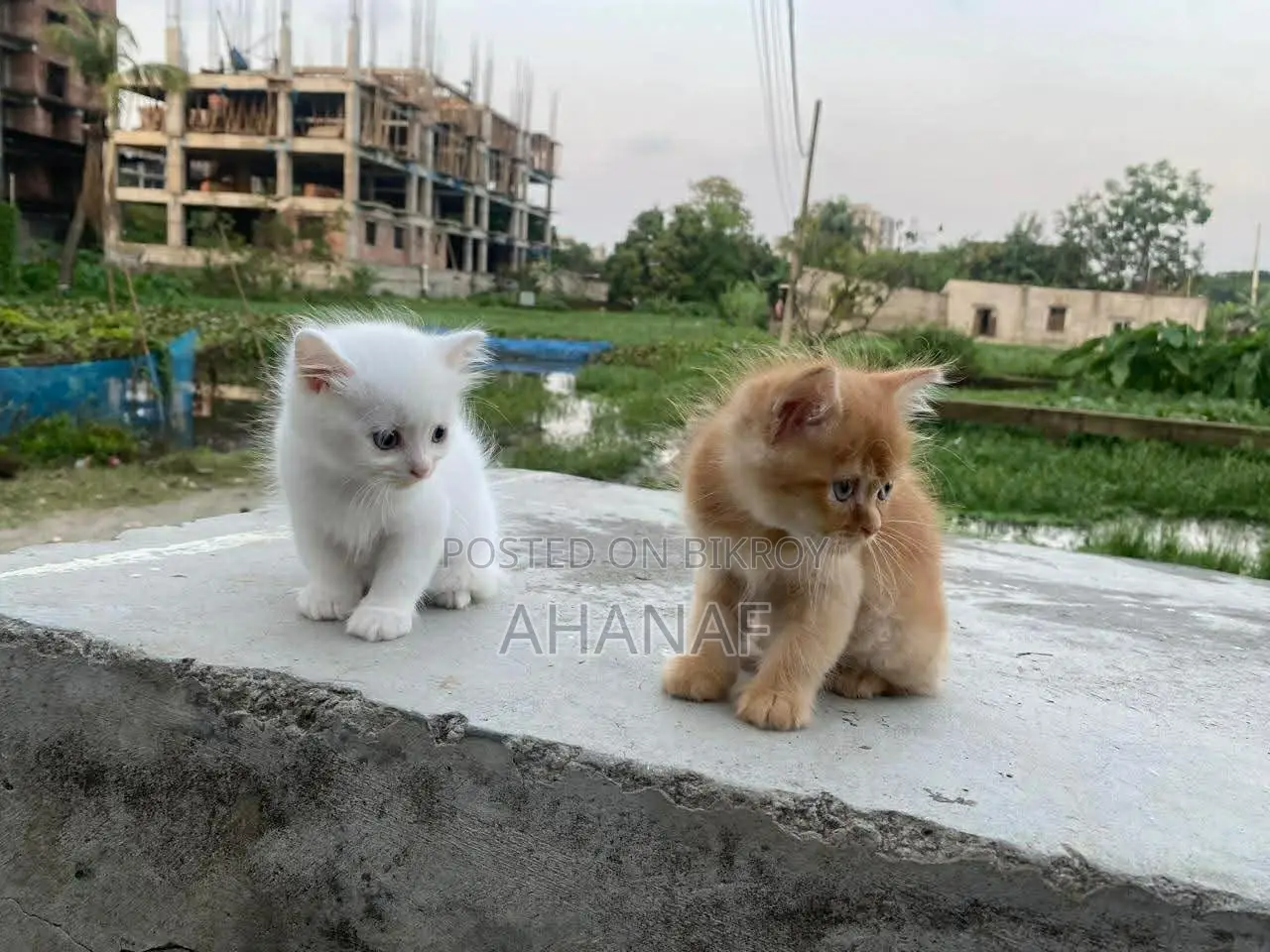 1-3 Months Male Mixed Breed Persian