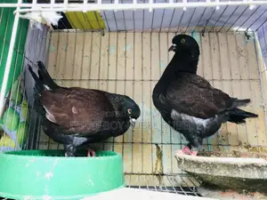 রানিং জুরা কবুতর কিং