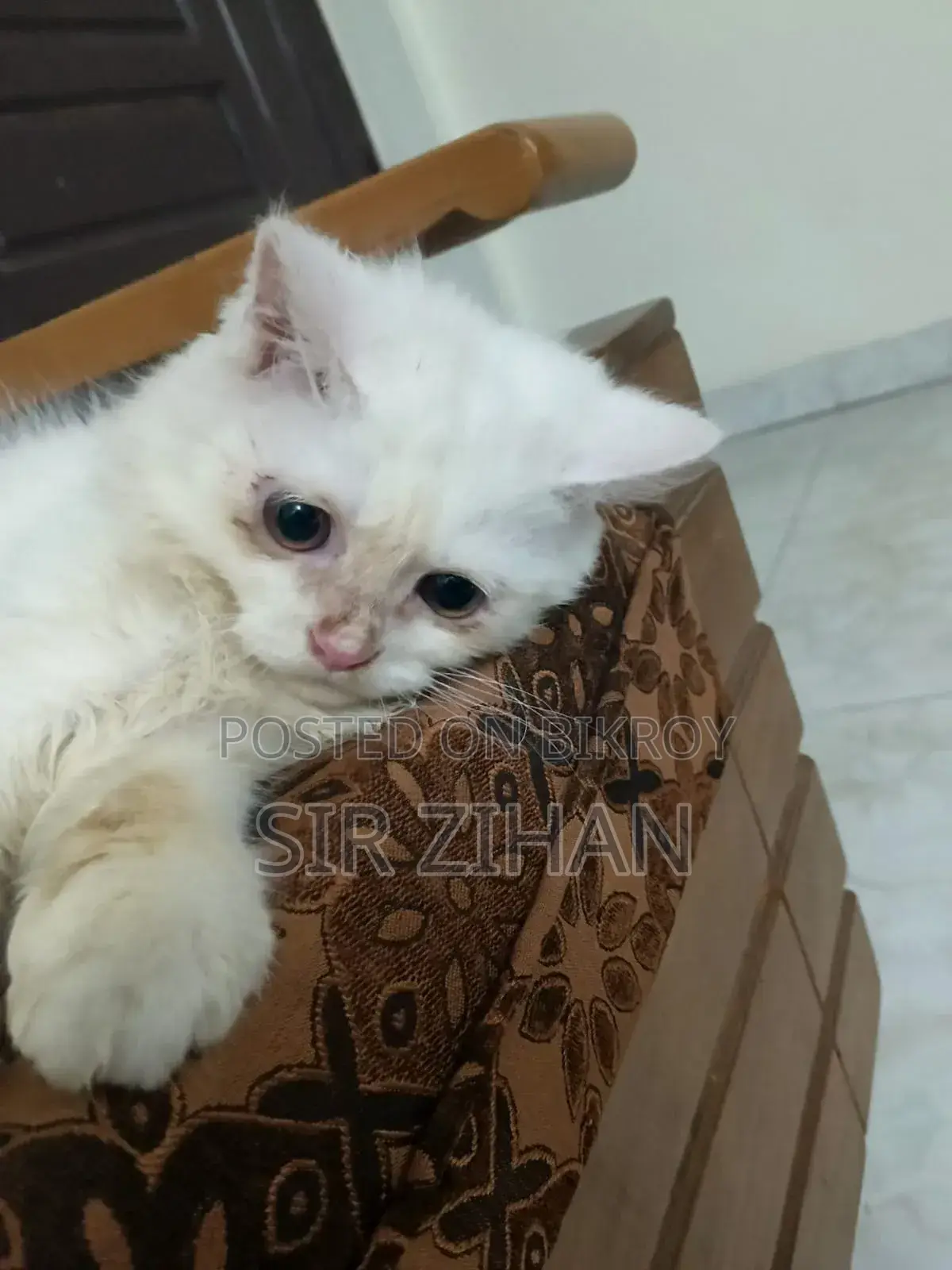 3-6 Months Male Purebred Persian