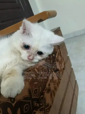 3-6 Months Male Purebred Persian