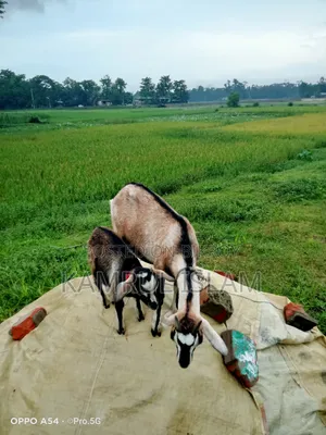 Emergency Sale: Local Goat with 4-Month-Old Kid