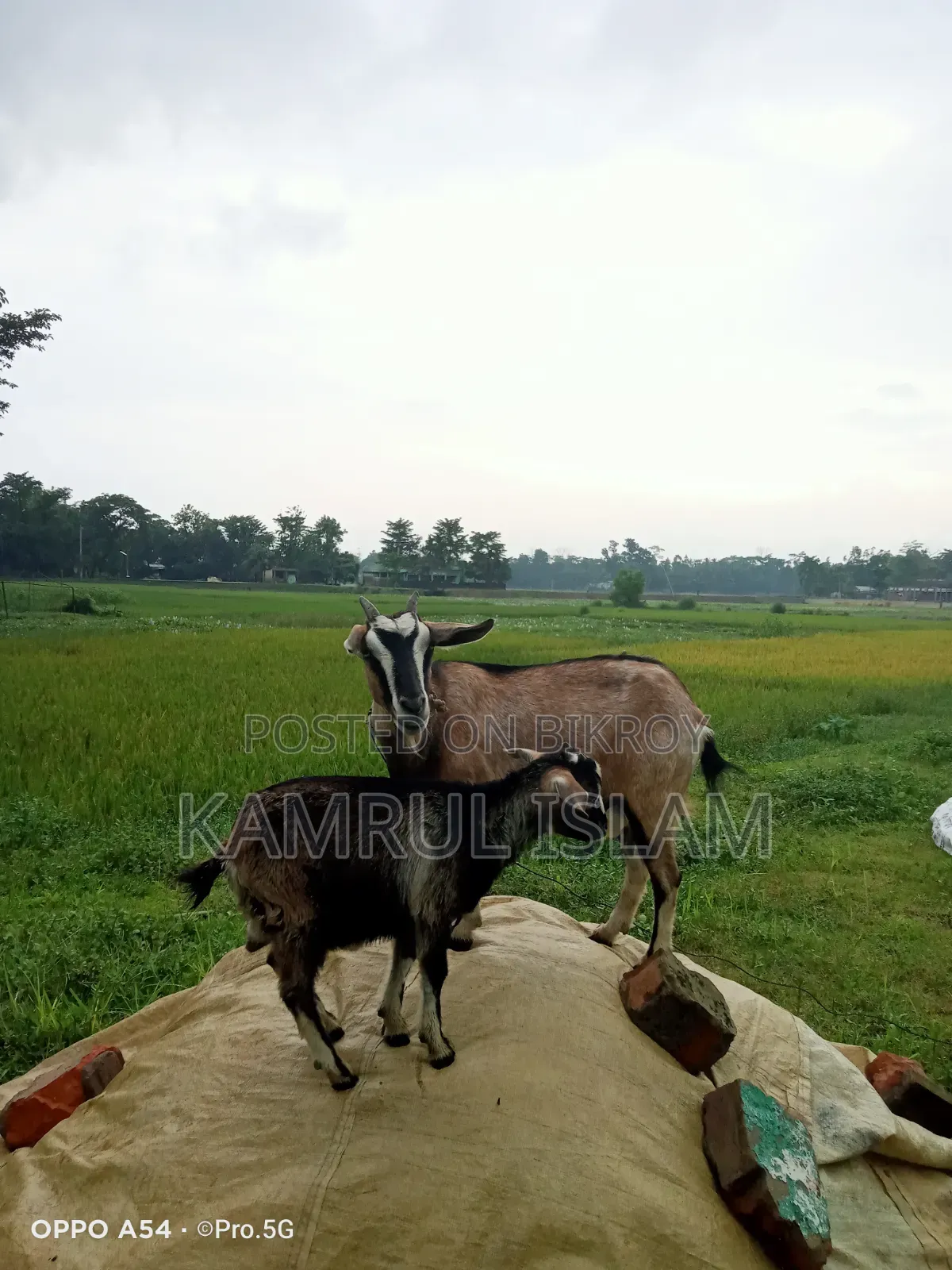 Emergency Sale: Local Goat with 4-Month-Old Kid