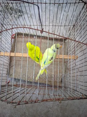 বাজরিকা পাখি