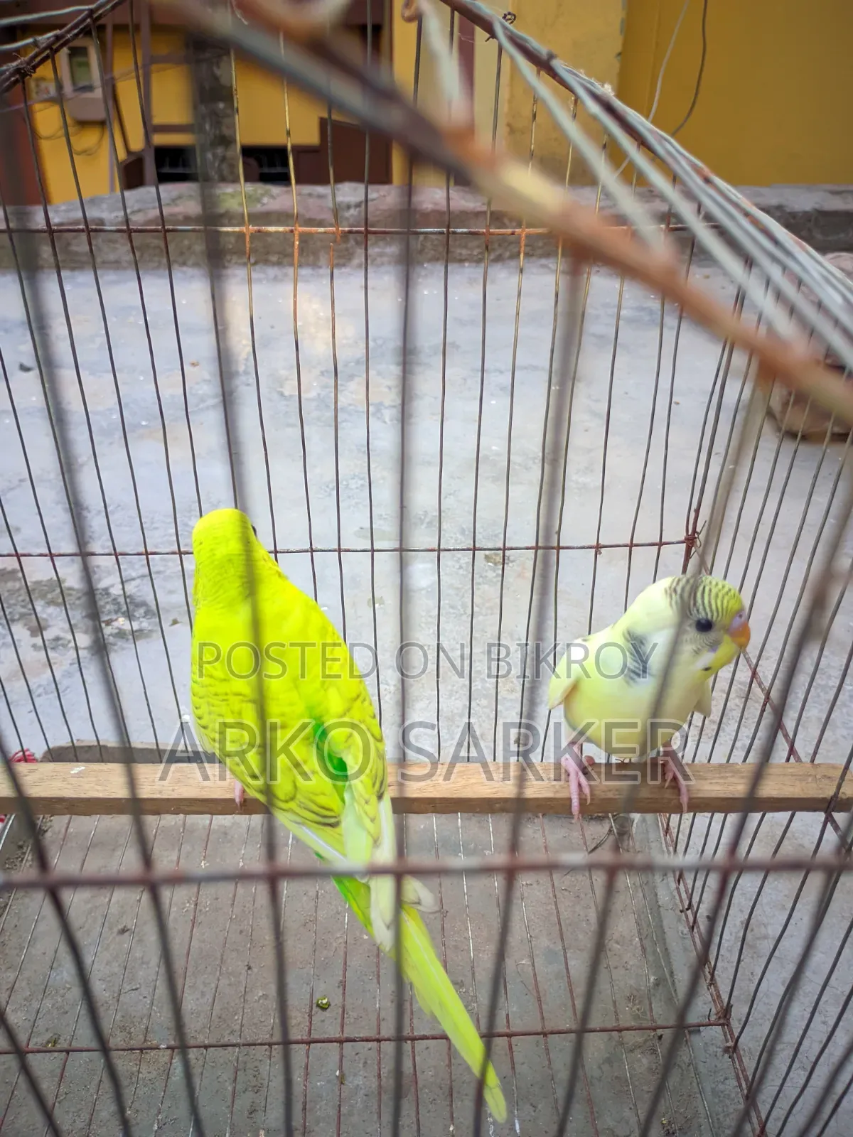 বাজরিকা পাখি