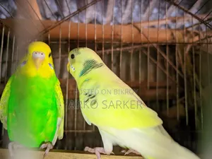 বাজরিকা পাখি