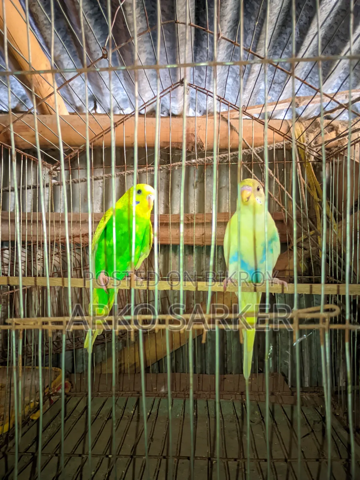 বাজরিকা পাখি