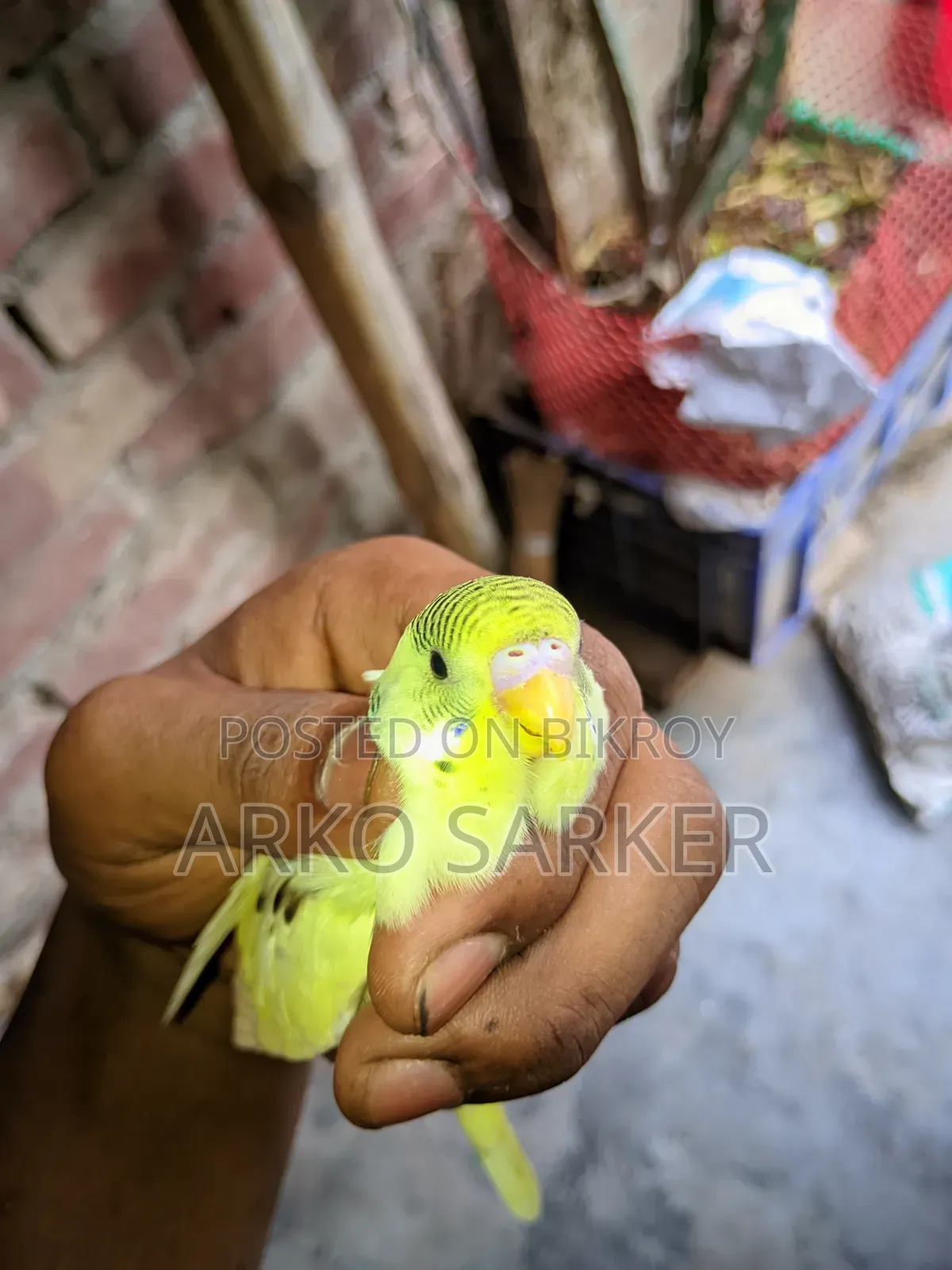 বাজরিকা পাখি