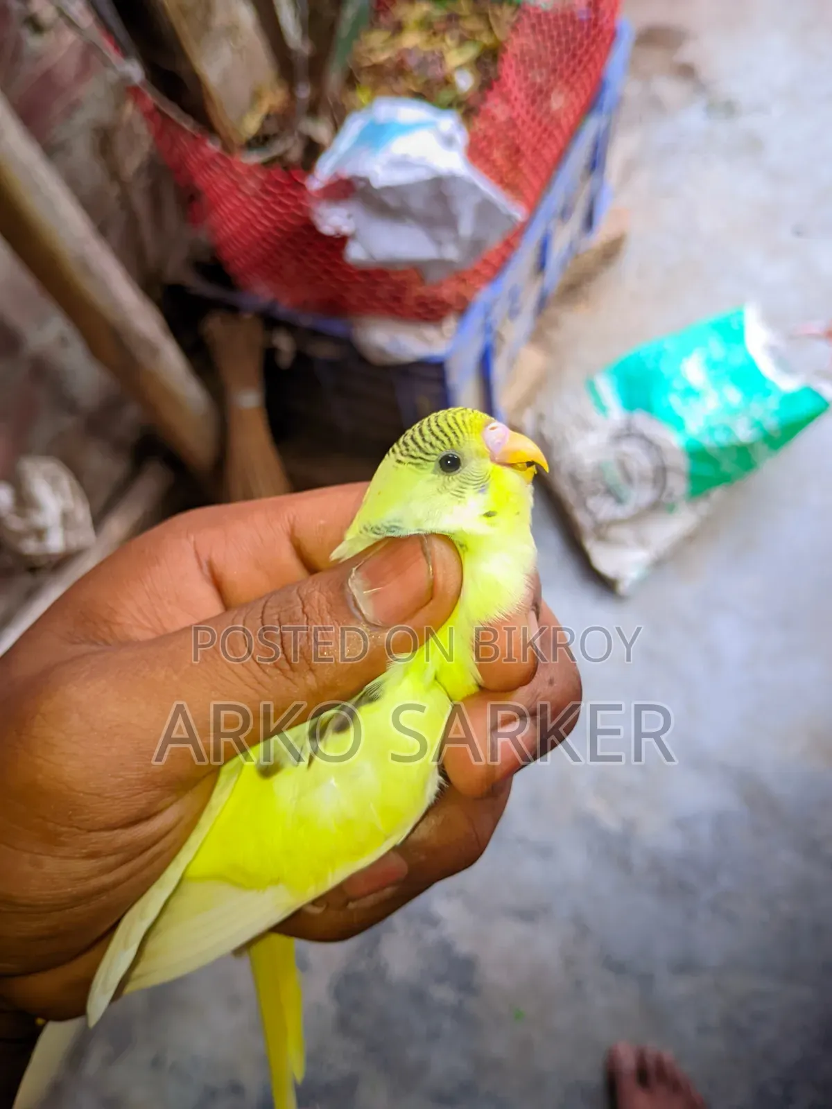 বাজরিকা পাখি
