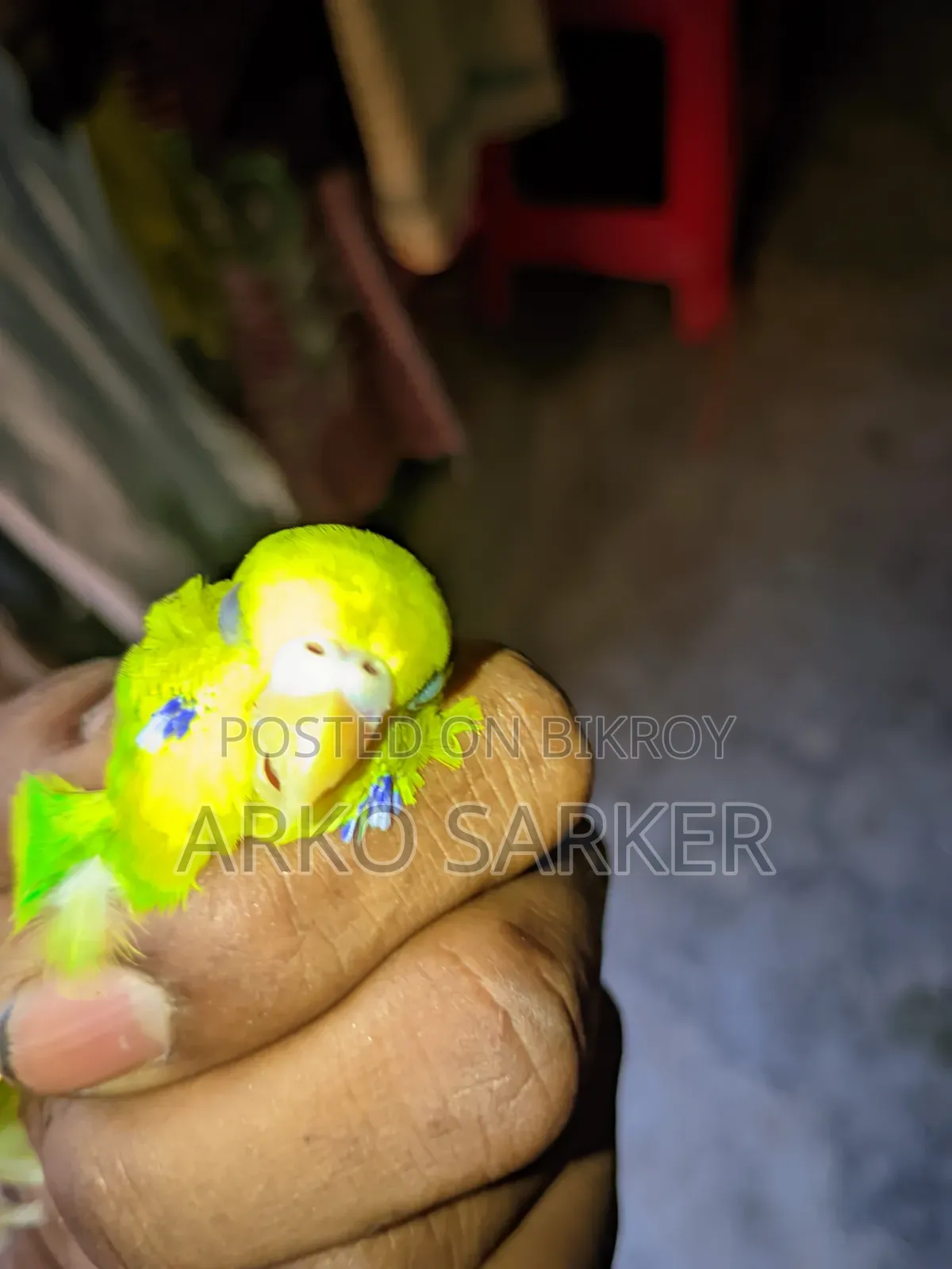 বাজরিকা পাখি