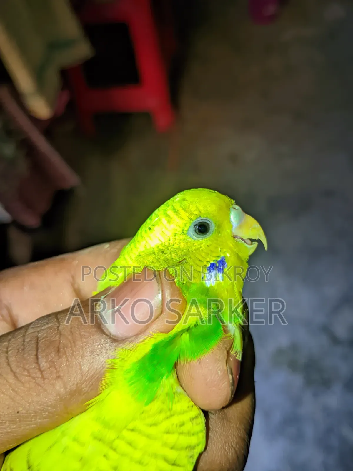 বাজরিকা পাখি
