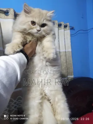 3-6 Months Male Purebred Persian