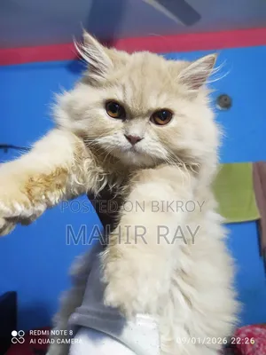 3-6 Months Male Purebred Persian