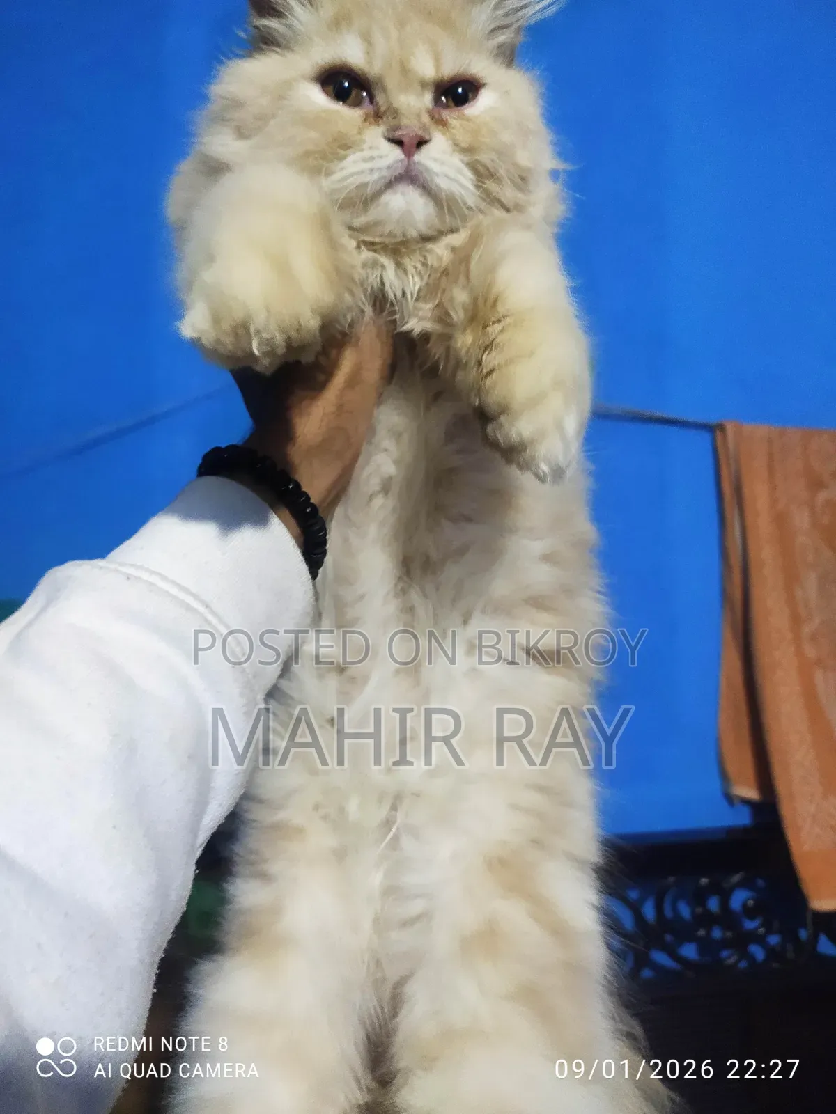3-6 Months Male Purebred Persian