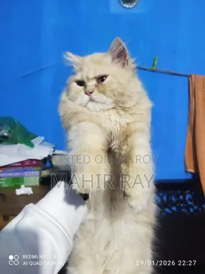 3-6 Months Male Purebred Persian